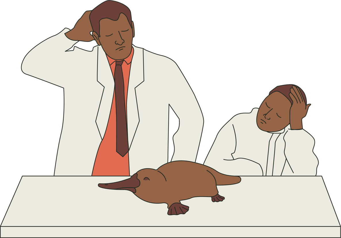 Flat Outlined Puzzled Scientists Observing a Platypus